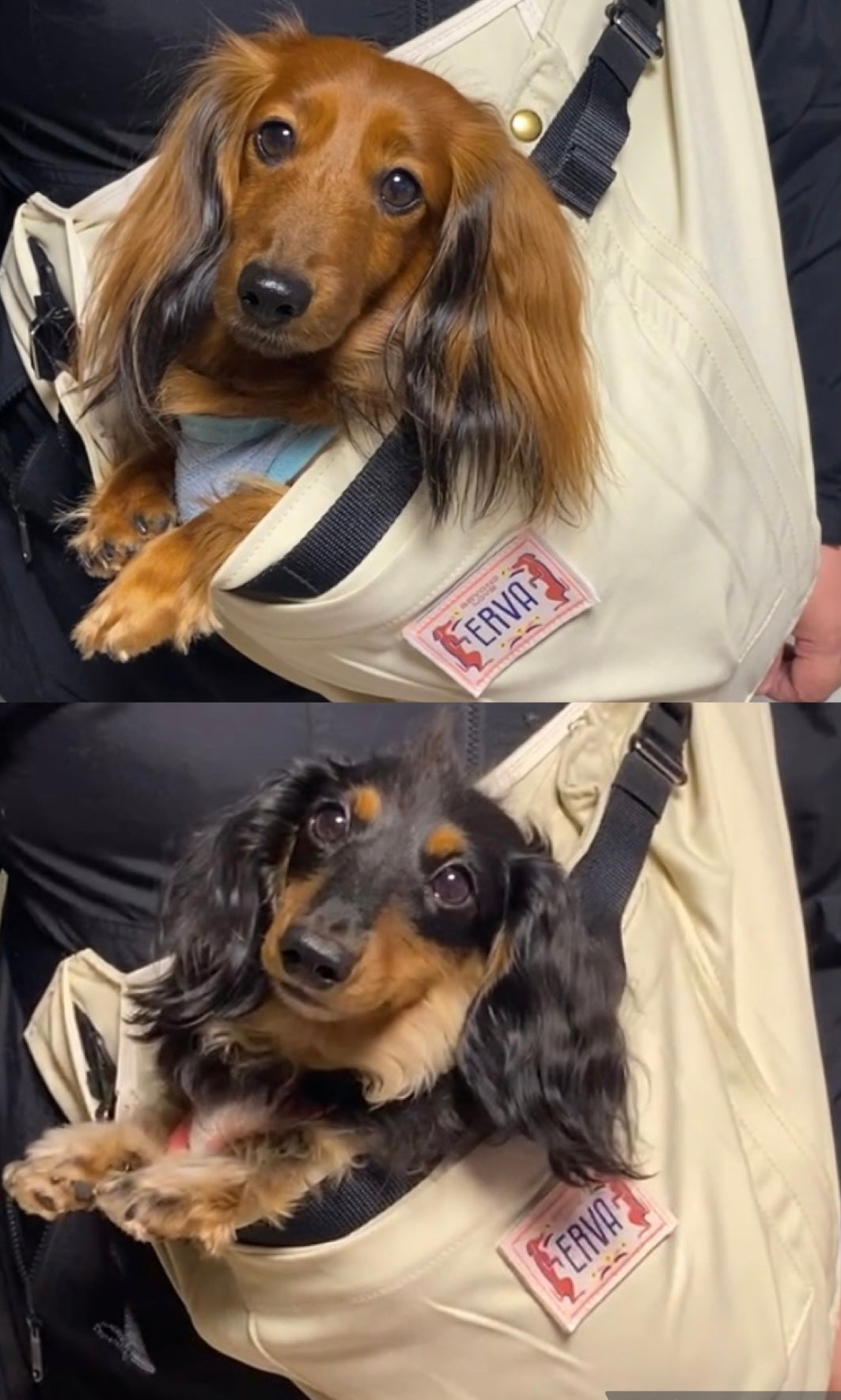 人と犬が密着できる