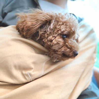 喜んで飛んできます