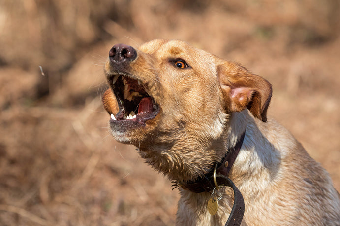 犬　吠える