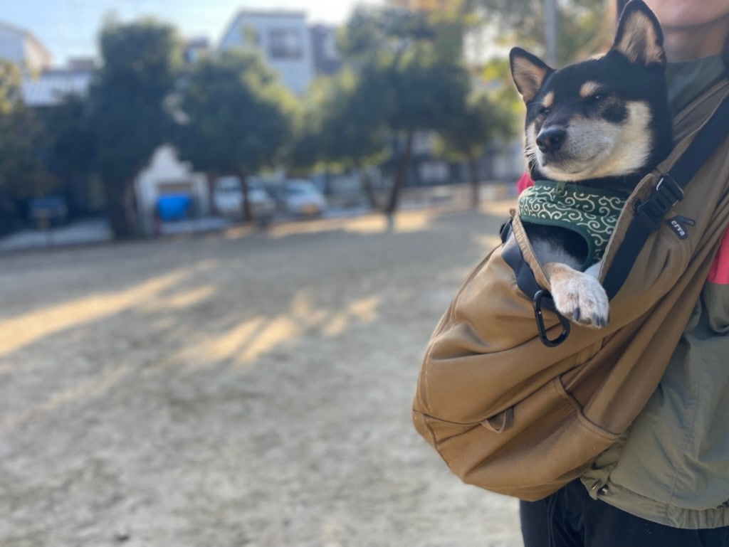抱っこで暴れる柴犬がおとなしくなる秘密のアイテム。おすすめの犬用抱っこ紐とその効果を解説。