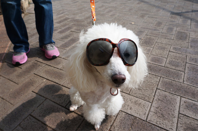 近所のトイプードル