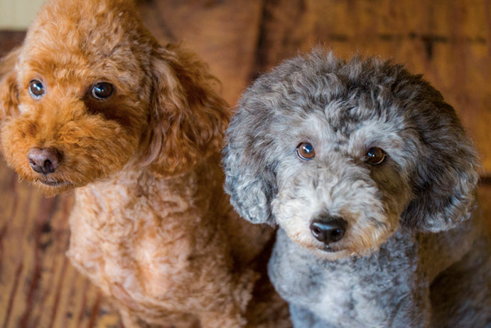 わんこのために自分にしか出来ないことって何んなの？