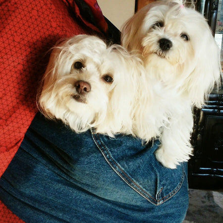 犬にも人にも優しい
