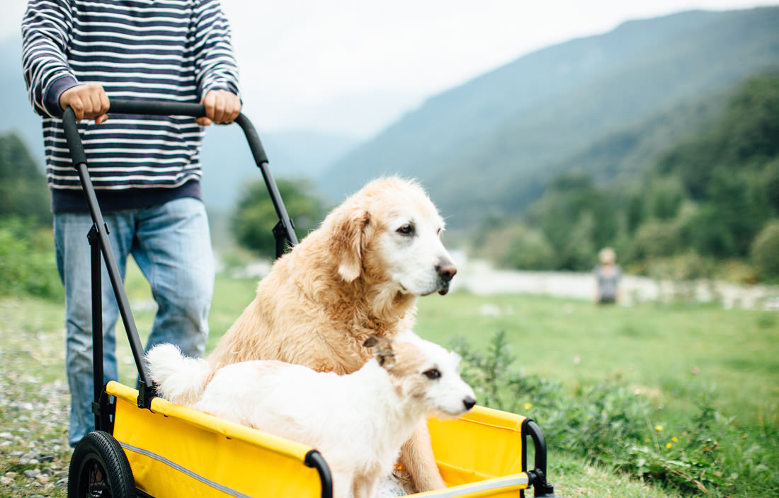 老犬に代車