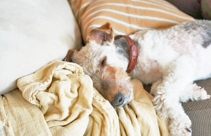 Vol.1放浪犬だったワイヤー君。保健所に救われて、先日うちにやって来ました！/大阪・里親募集中