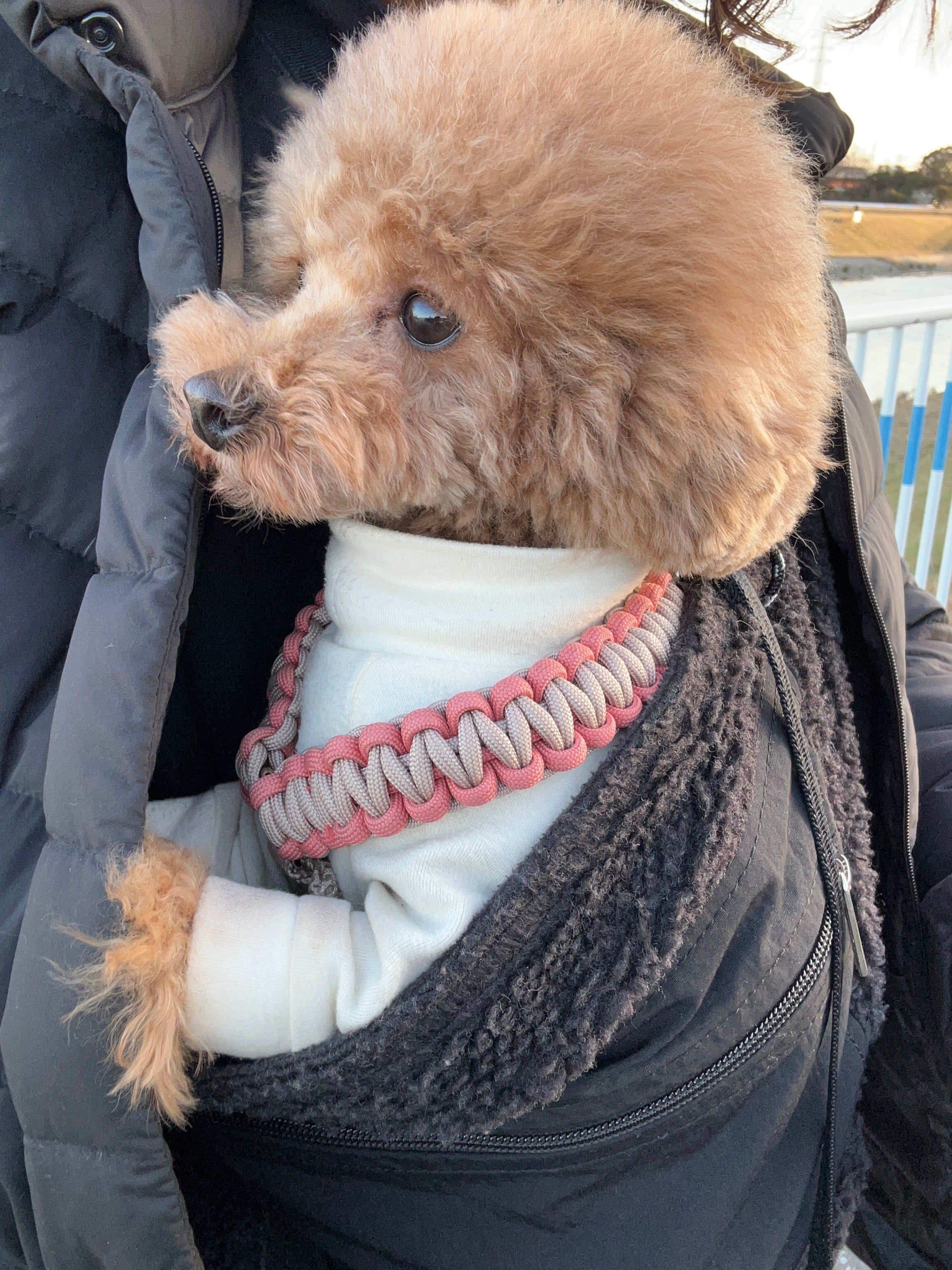 犬種/体重別のご感想 | ドッグスリング・犬の抱っこ紐専門ブランド