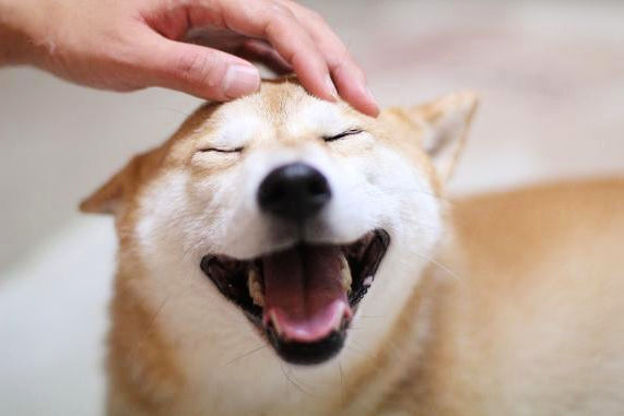 しばいぬ