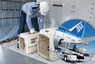 犬と飛行機に乗る