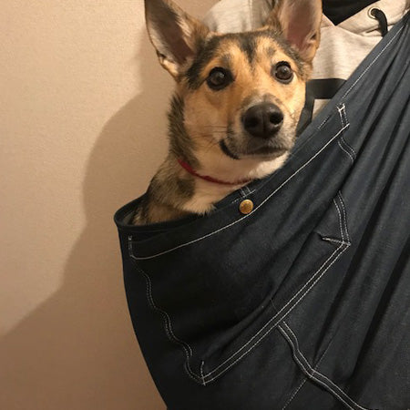 勝手にスリングに潜ってスリング内で寝ています