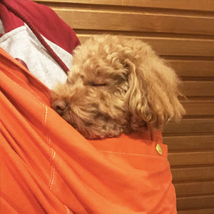 両手があくのに犬の安定感もあり