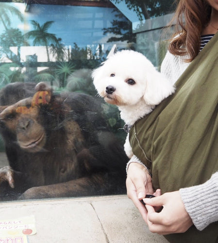 ワンコも居心地が良いのか寝てしまうほど。