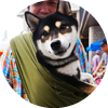 <p>柴犬</p>