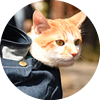 <p>猫</p>