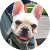 <p>フレンチ・ブルドッグ</p>