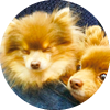 <p>ポメラニアン</p>