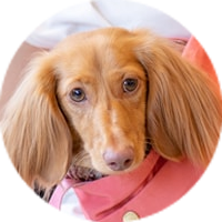 <p>カニンヘン・ダックスフンド</p>