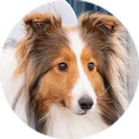 <p>ボーダー・コリー</p>