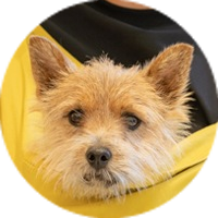 <p>ノーリッチ・テリア</p>