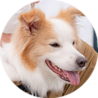 <p>シェットランド・シープドッグ</p>