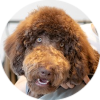 <p>ラブラドゥードゥル</p>