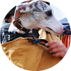 <p>ウィペット</p>