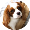 <p>キャバリア・キング チャールズ・スパニエル</p>