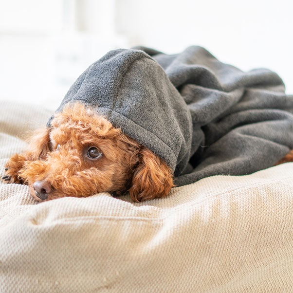 お昼寝のブランケットとしてもお使いいただけます