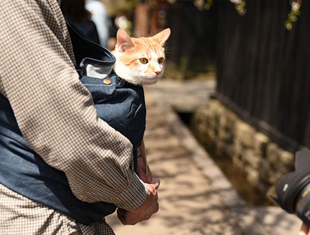 にゃんこ