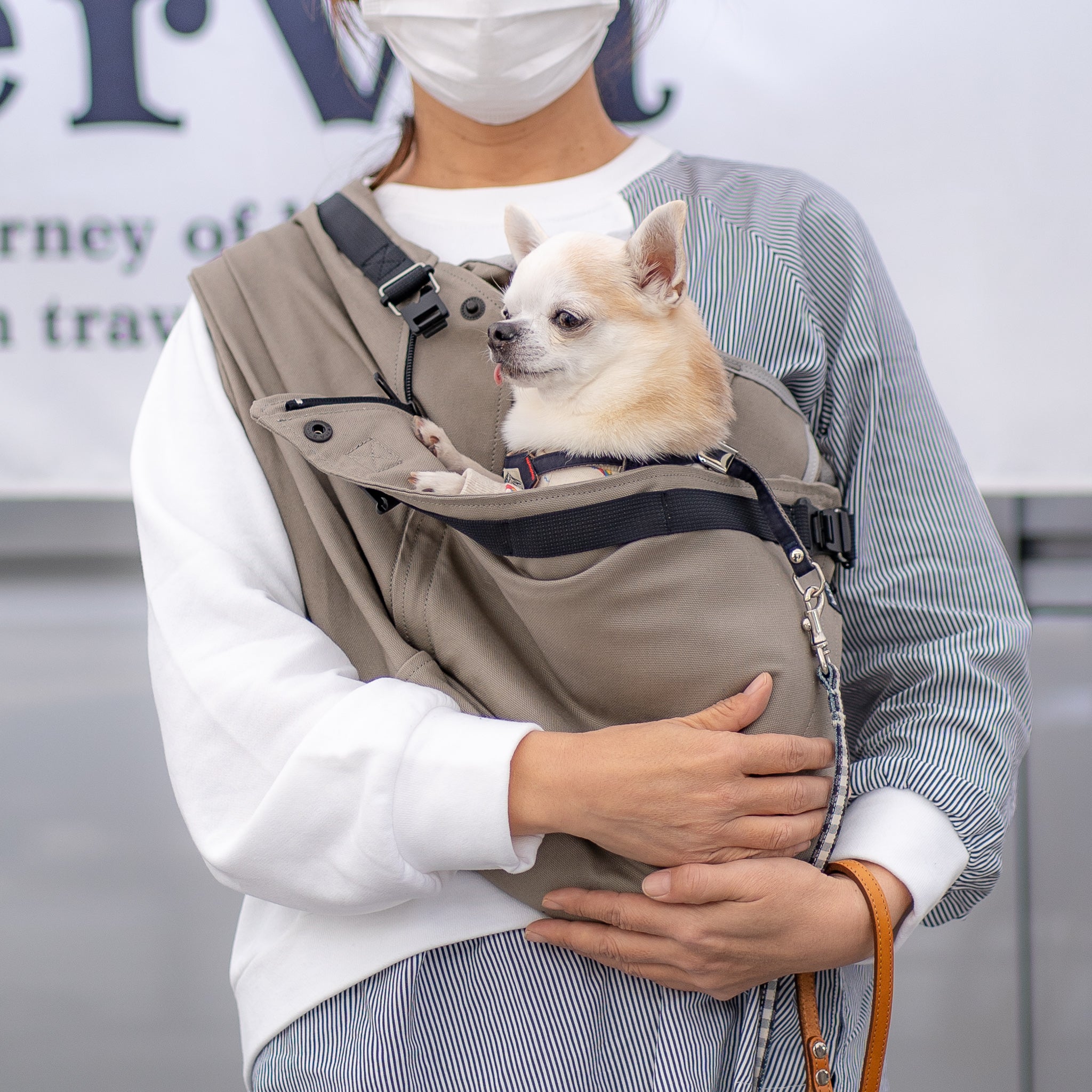 ブルースちゃん