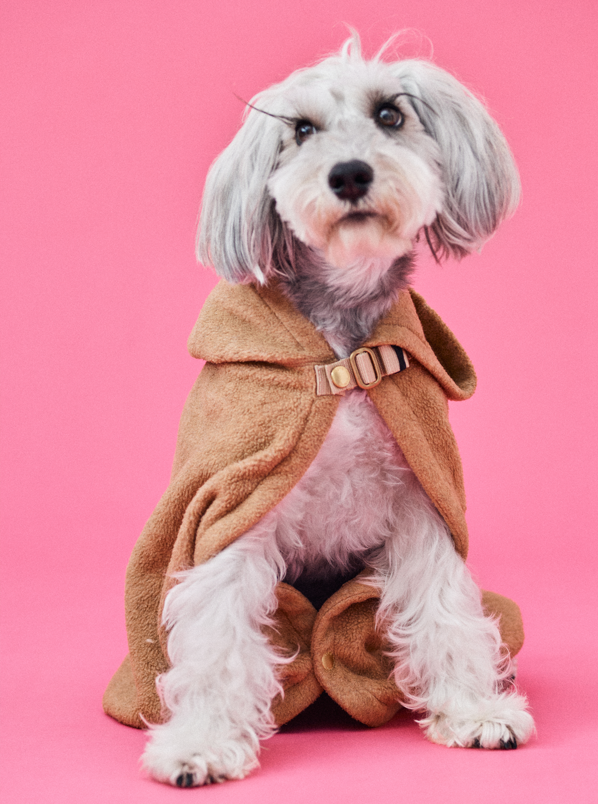 Mｼｭﾅ 7.8kg | キャメル Mサイズ