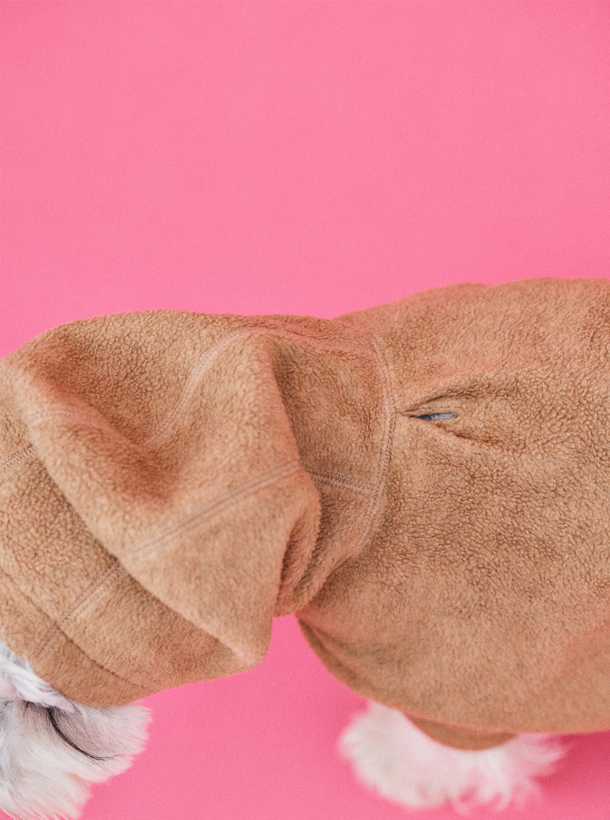 Mｼｭﾅ 7.8kg | キャメル Mサイズ